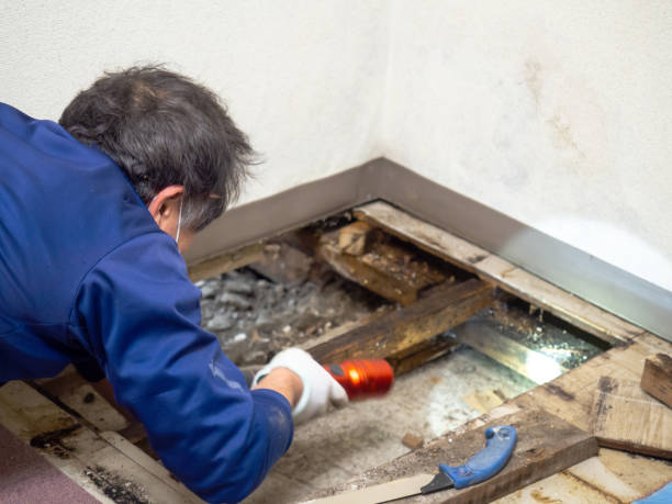Best Mold Remediation Services  in South Pasadena, FL