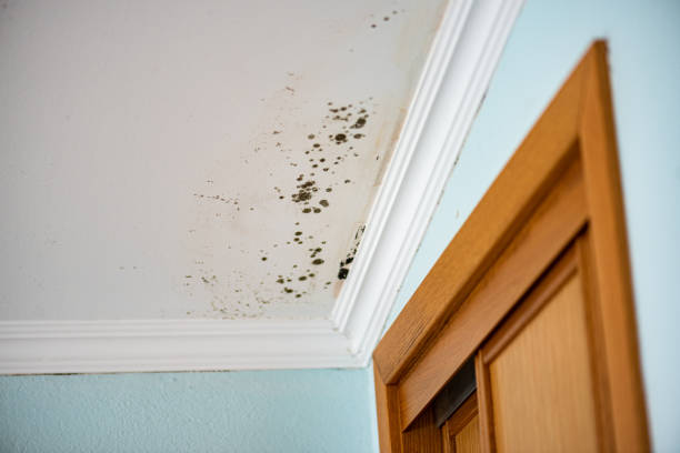 Best Local Mold Removal Service  in South Pasadena, FL