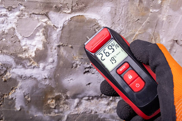Best Certified Mold Removal  in South Pasadena, FL