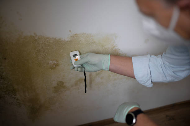 Best Mold Cleaning Services  in South Pasadena, FL