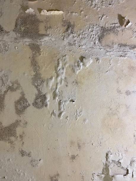 Best Same-Day Mold Removal  in South Pasadena, FL