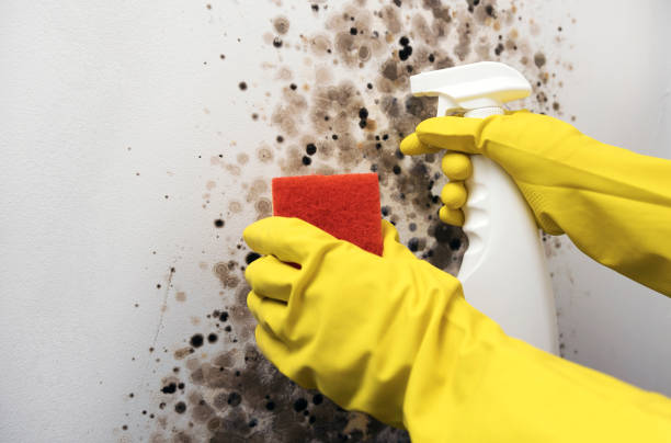 Professional Mold Removal in South Pasadena, FL
