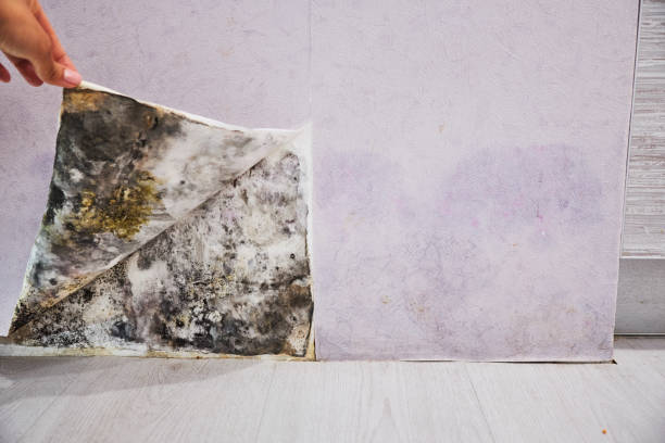 Best Residential Mold Removal  in South Pasadena, FL